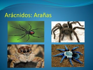 Arácnidos: Arañas
 
