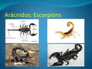 Arácnidos: Escorpións
 