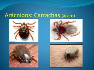 Arácnidos: Carrachas (ácaro)
 