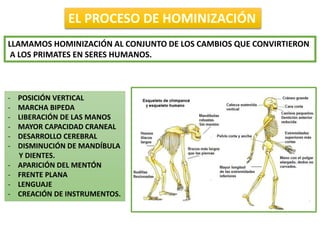 EL PROCESO DE HOMINIZACIÓN
LLAMAMOS HOMINIZACIÓN AL CONJUNTO DE LOS CAMBIOS QUE CONVIRTIERON
A LOS PRIMATES EN SERES HUMANOS.
- POSICIÓN VERTICAL
- MARCHA BIPEDA
- LIBERACIÓN DE LAS MANOS
- MAYOR CAPACIDAD CRANEAL
- DESARROLLO CEREBRAL
- DISMINUCIÓN DE MANDÍBULA
Y DIENTES.
- APARICIÓN DEL MENTÓN
- FRENTE PLANA
- LENGUAJE
- CREACIÓN DE INSTRUMENTOS.
 