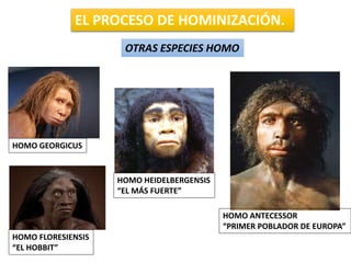 EL PROCESO DE HOMINIZACIÓN.
OTRAS ESPECIES HOMO
HOMO ANTECESSOR
“PRIMER POBLADOR DE EUROPA”
HOMO GEORGICUS
HOMO FLORESIENSIS
“EL HOBBIT”
HOMO HEIDELBERGENSIS
“EL MÁS FUERTE”
 