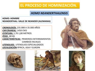 EL PROCESO DE HOMINIZACIÓN.
HOMO NEANDERTHALENSIS
HOMO: HOMBRE
NEANDERTHAL: VALLE DE NEANDER (ALEMANIA)
CRONOLOGÍA: 235.000 A 35.000 AÑOS
CAP.CRANEAL: 1450 CM3
ESTATURA: 1,70-1,80 METROS
PESO: 80 KG
CARACTERÍSTICAS: PRIMEROS ENTERRAMIENTOS
CAMBIOS FACIALES
UTENSILIOS: UTENSILIOS ESPECIALIZADOS
LOCALIZACIÓN ÁFRICA, ASIA Y EUROPA
 