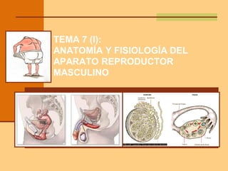 TEMA 7 (I):
ANATOMÍA Y FISIOLOGÍA DEL
APARATO REPRODUCTOR
MASCULINO
 