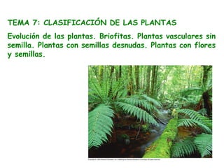 TEMA 7: CLASIFICACIÓN DE LAS PLANTAS
Evolución de las plantas. Briofitas. Plantas vasculares sin
semilla. Plantas con semillas desnudas. Plantas con flores
y semillas.
 