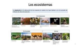 Los ecosistemas
13
La adaptación es la adecuación de las especies al medio en el que habitan y es el resultado de
millones...