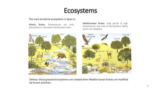 Ecosystems
16
The main terrestrial ecosystems in Spain is:
Atlantic forests. Temperatures are mild,
precipitation is abund...