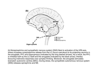 (b) Norepinephrine and sympathetic nervous system (SNS).Next to activation of the HPA axis,
stress increases norepinephrine release from the LC (locus coeruleus) to its projecting neurons in
the amygdala, PFC and hippocampus (indicated by the long dashed arrows). As a result, the PFC
is inhibited both by the LC itself and the amygdala (indicated by the black arrow), thereby
favouring instinctive responses over complex thinking. Moreover, the amygdala stimulates
brainstem autonomic centres (BAC). During stress, the sympathetic autonomous nervous system
(SNS) releases epinephrine and NE.
 