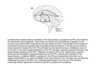 (c) Mesolimbic reward pathway. Activation of the hippocampus, amygdala and PFC also activates
the mesolimbic reward pathway. These three structures have glutamatergic projections to the
(nucleus accumbens) NAC (indicated by the long dashed arrows). The strength of the synapse is
modulated by dopamine signalling that modulates glutamate release. A reward stimulus leads to
phasic dopamine release from the VTA (indicated by short dashed arrows). GABAergic neurons
in the NAc in turn exert negative feedback on the VTA, thereby controlling dopamine release, and
dopaminergic signalling to the PFC. Integration of signals of the VTA, hippocampus (learned
behaviour) and amygdala (emotional behaviour) by the PFC underlies the sensation of the
reward feeling. In addition, BDNF is produced in the VTA and transported to the NAc via its
dopaminergic afferent. It is likely that BDNF, when administered in the VTA-NAc also activates the
GABAergic neurons in the NAc, thus inhibiting dopaminergic input from the VTA, possibly
underlying blunted responses to emotional stimuli or symptoms of anhedonia
 