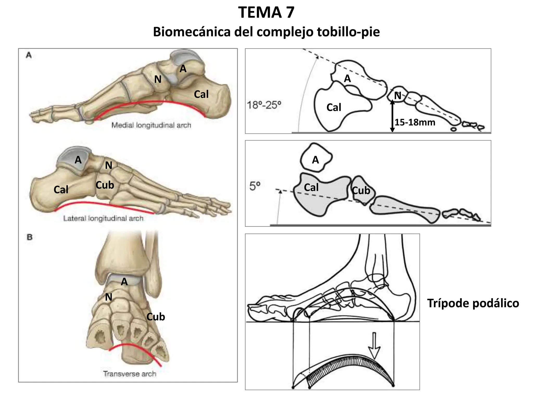 Angulo Tobillo Biomecánica articular del tobillo (tibioperonea-tarso) | PPT