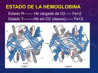 Estructura, Función y Patologías de Mioglobina y Hemoglobina en ...