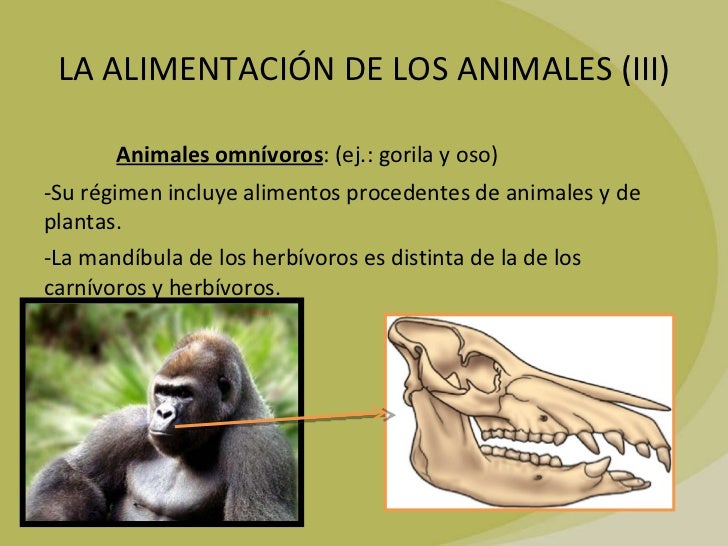El Oso Es Carnivoro O Herviboro