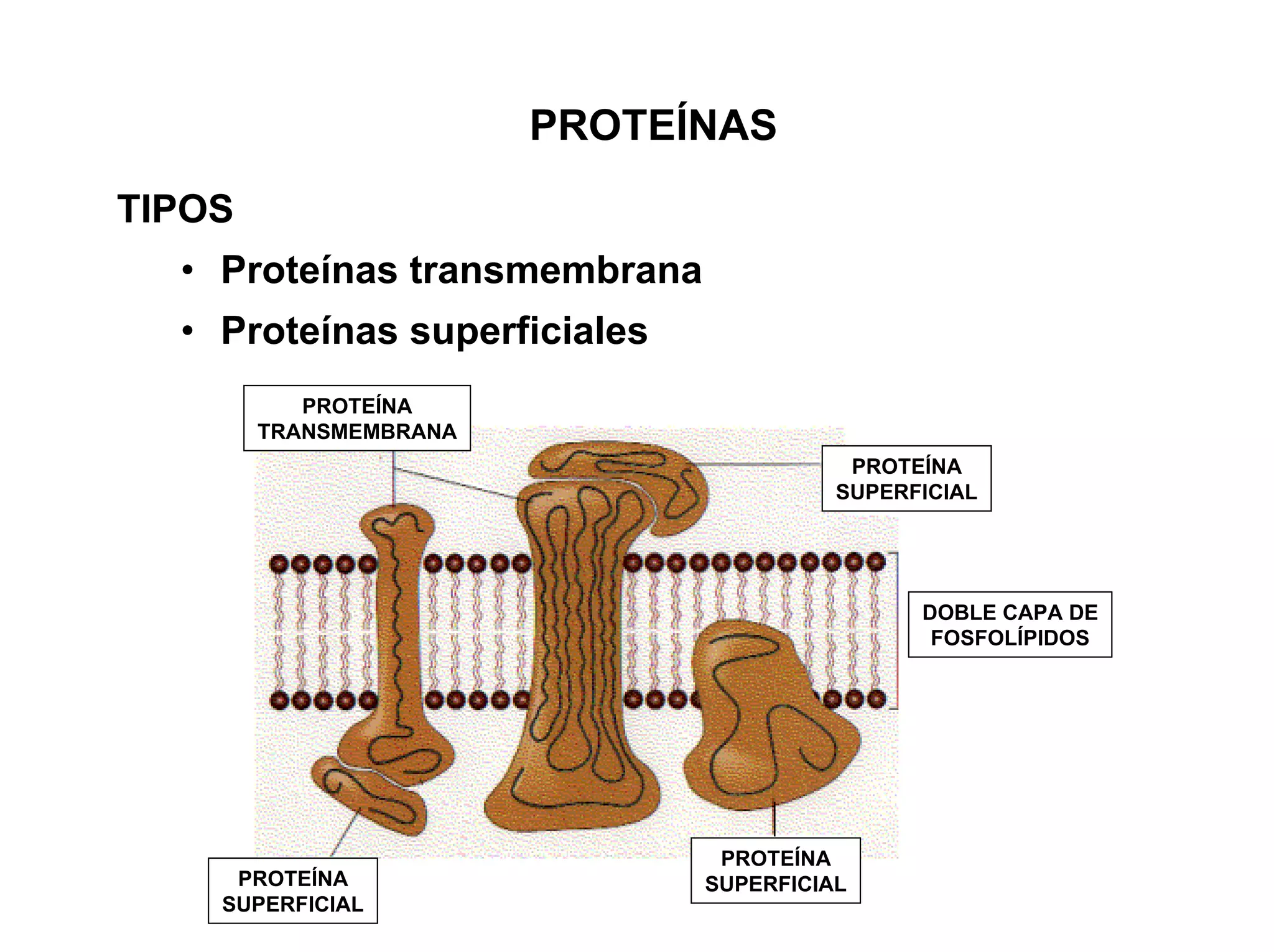 PROTEÍNAS
TIPOS
  • Proteínas transmembrana
  • Proteínas superficiales
           PROTEÍNA
        TRANSMEMBRANA
                                         PROTEÍNA
                                        SUPERFICIAL




                                              DOBLE CAPA DE
                                               FOSFOLÍPIDOS




                               PROTEÍNA
     PROTEÍNA                 SUPERFICIAL
    SUPERFICIAL
 