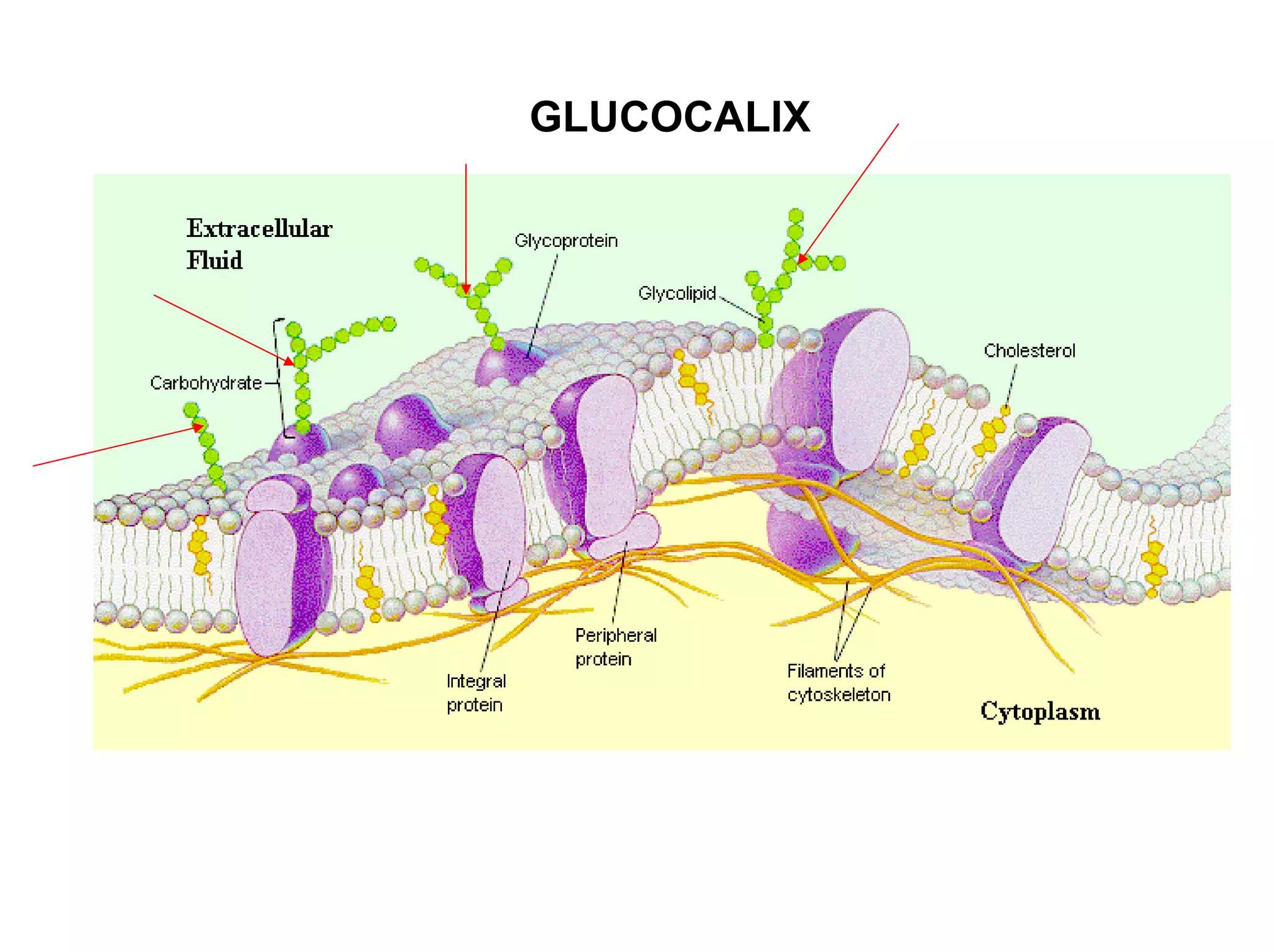 GLUCOCALIX
 