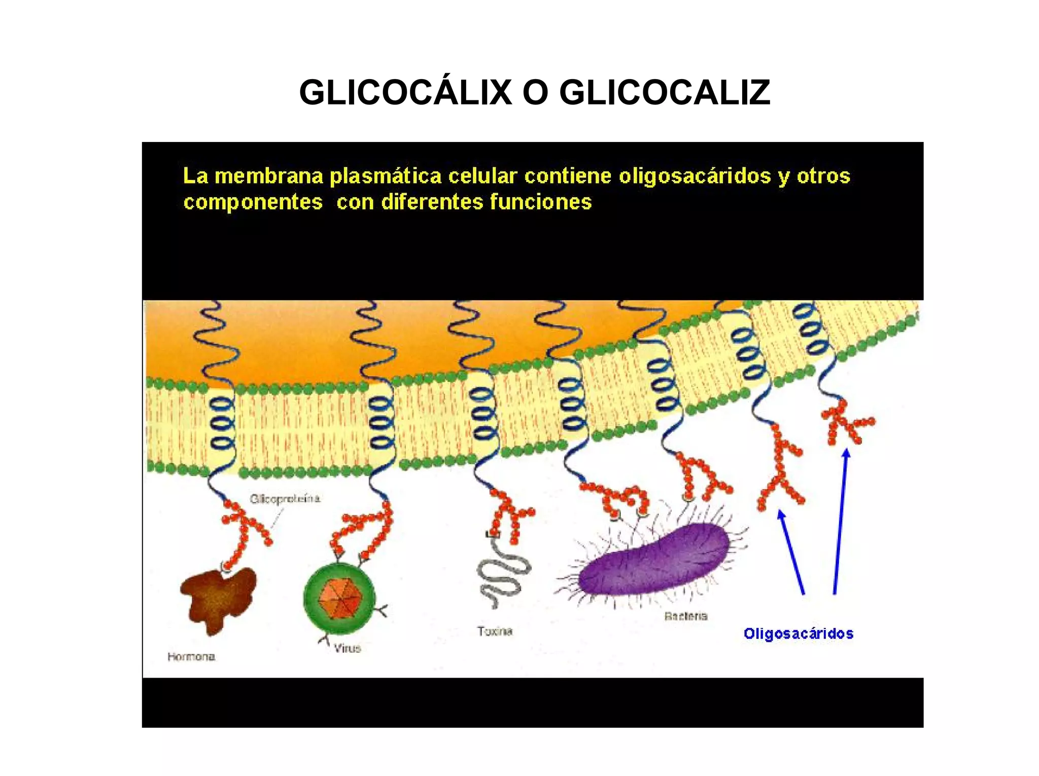 GLICOCÁLIX O GLICOCALIZ
 