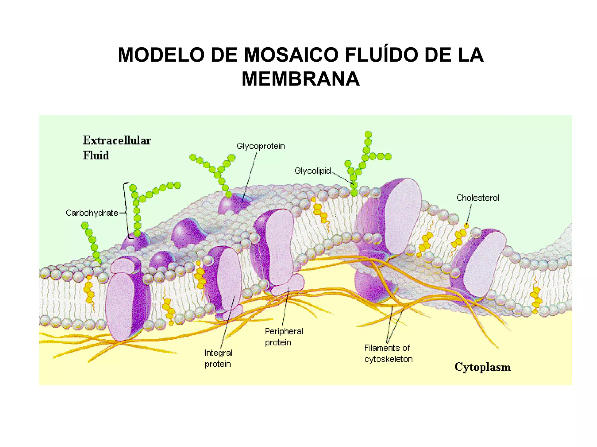 MODELO DE MOSAICO FLUÍDO DE LA
          MEMBRANA
 