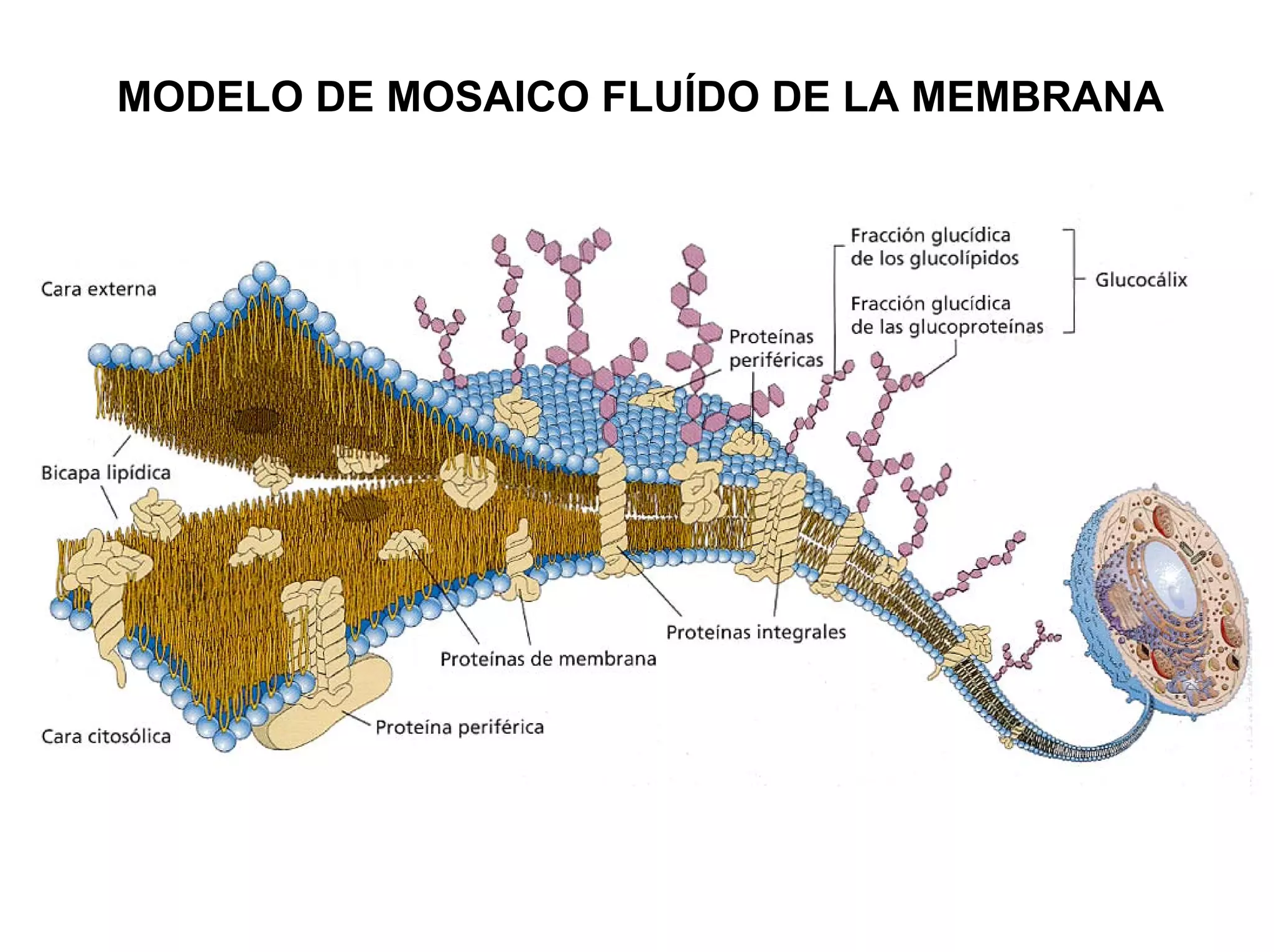 MODELO DE MOSAICO FLUÍDO DE LA MEMBRANA
 
