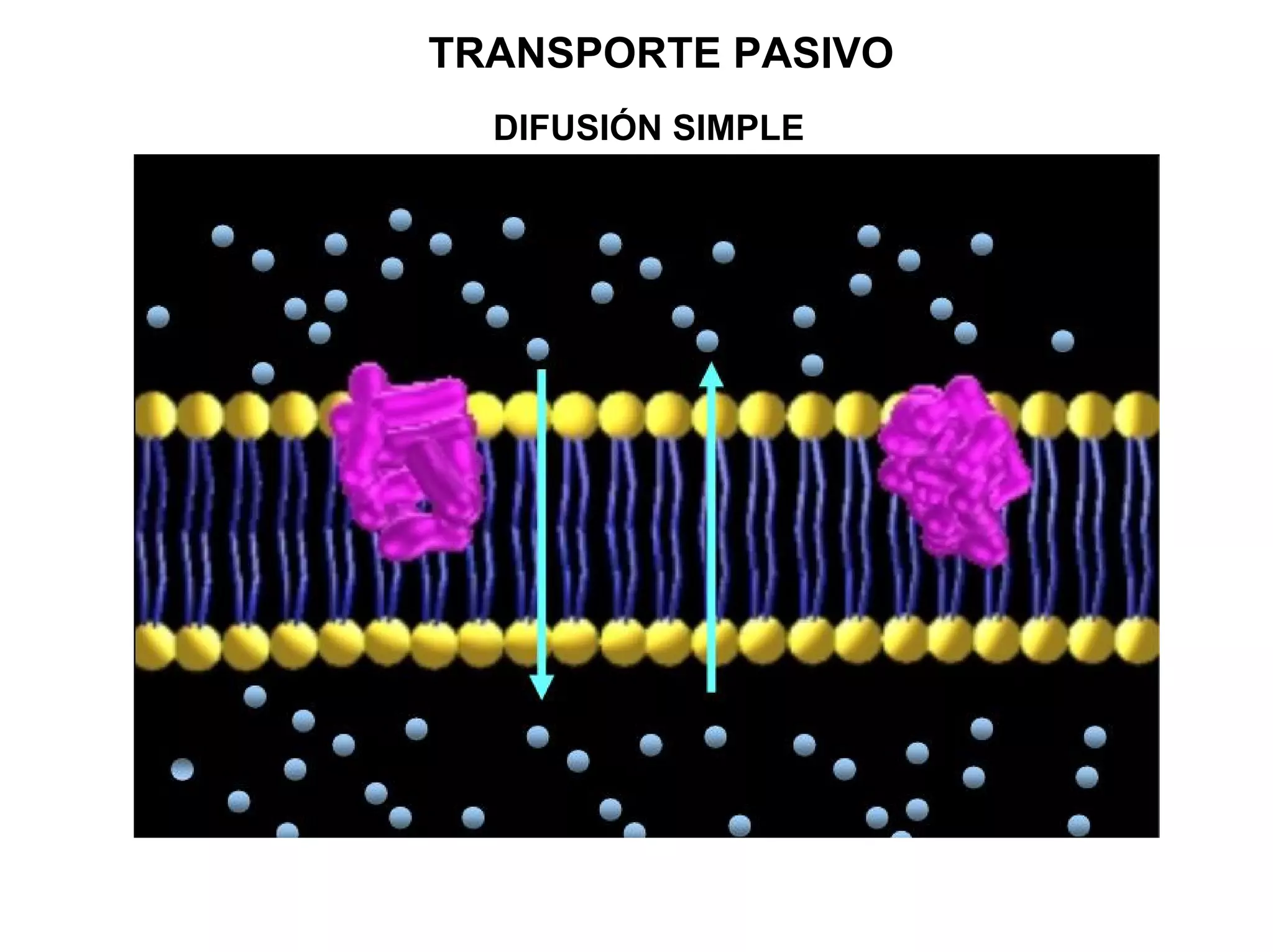 TRANSPORTE PASIVO
  DIFUSIÓN SIMPLE
 