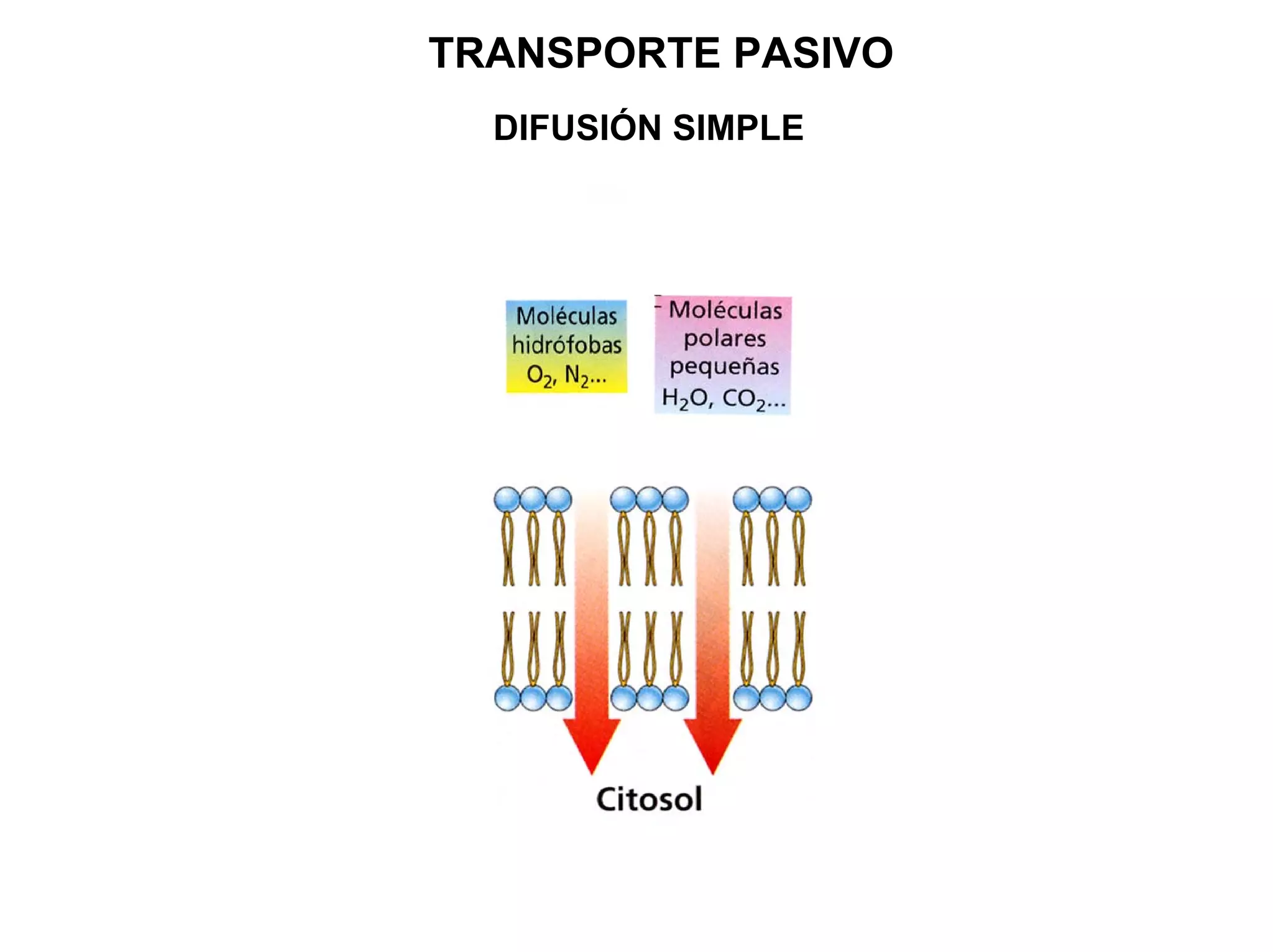 TRANSPORTE PASIVO
  DIFUSIÓN SIMPLE
 