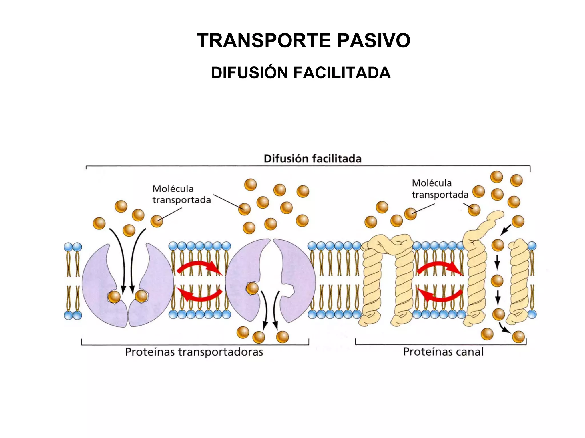 TRANSPORTE PASIVO
 DIFUSIÓN FACILITADA
 