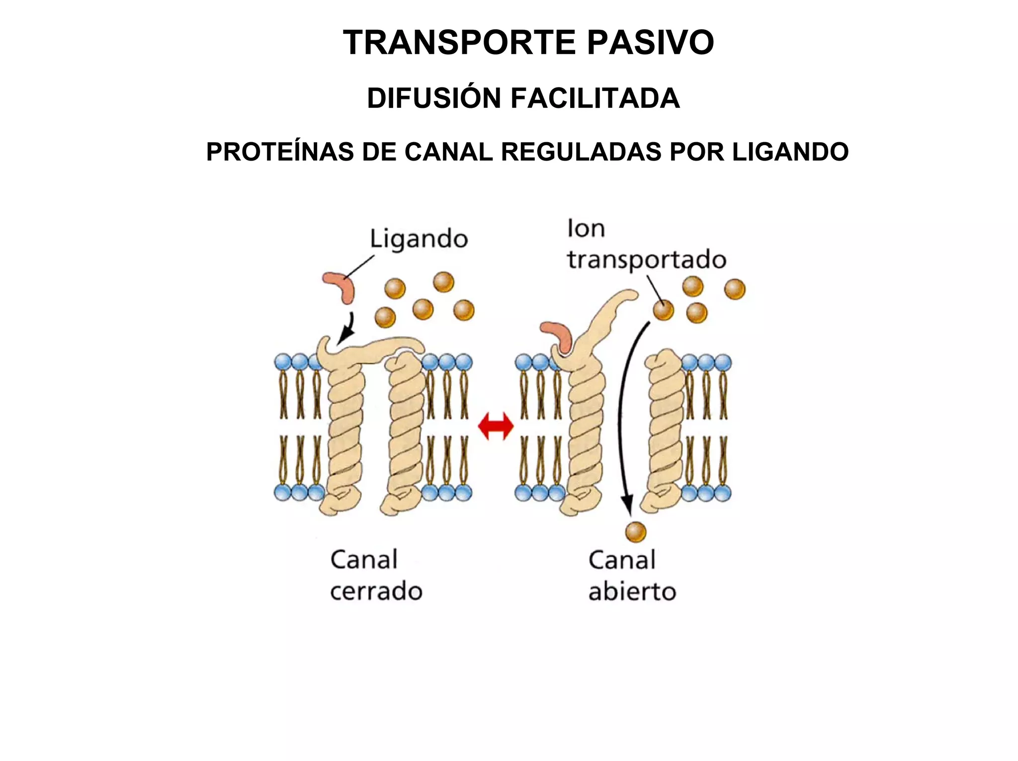 TRANSPORTE PASIVO
         DIFUSIÓN FACILITADA
PROTEÍNAS DE CANAL REGULADAS POR LIGANDO
 