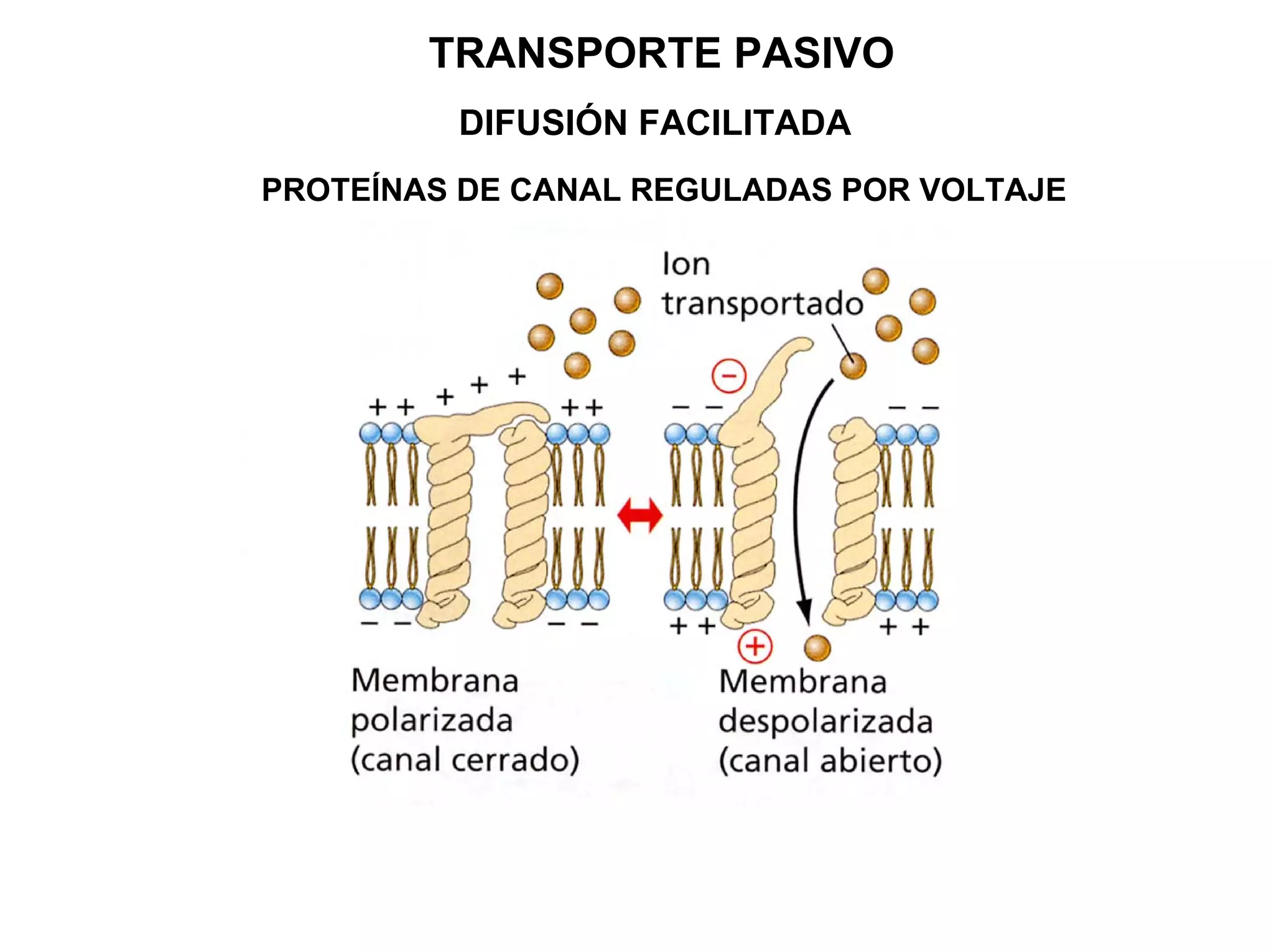 TRANSPORTE PASIVO
         DIFUSIÓN FACILITADA
PROTEÍNAS DE CANAL REGULADAS POR VOLTAJE
 