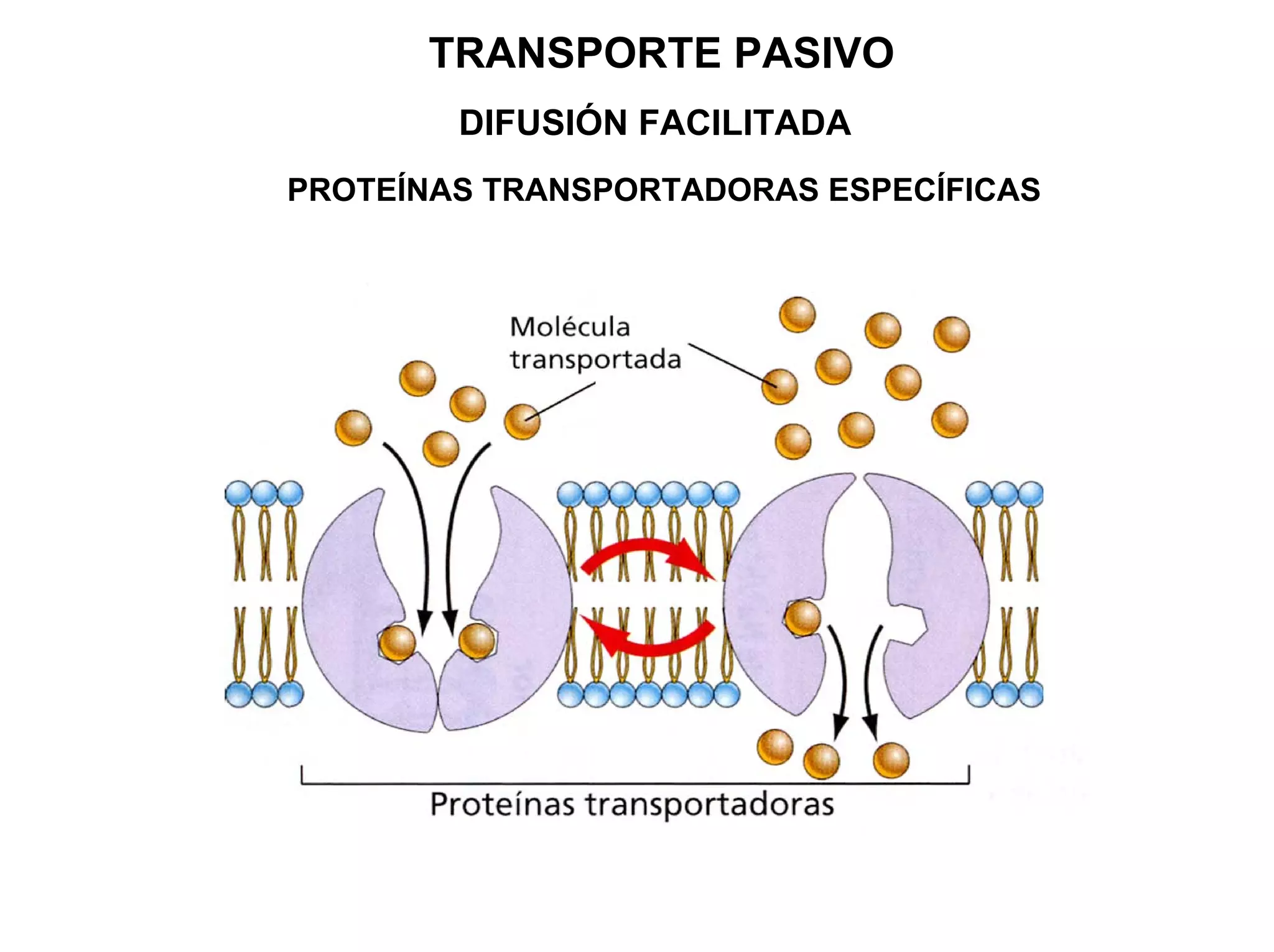 TRANSPORTE PASIVO
        DIFUSIÓN FACILITADA
PROTEÍNAS TRANSPORTADORAS ESPECÍFICAS
 