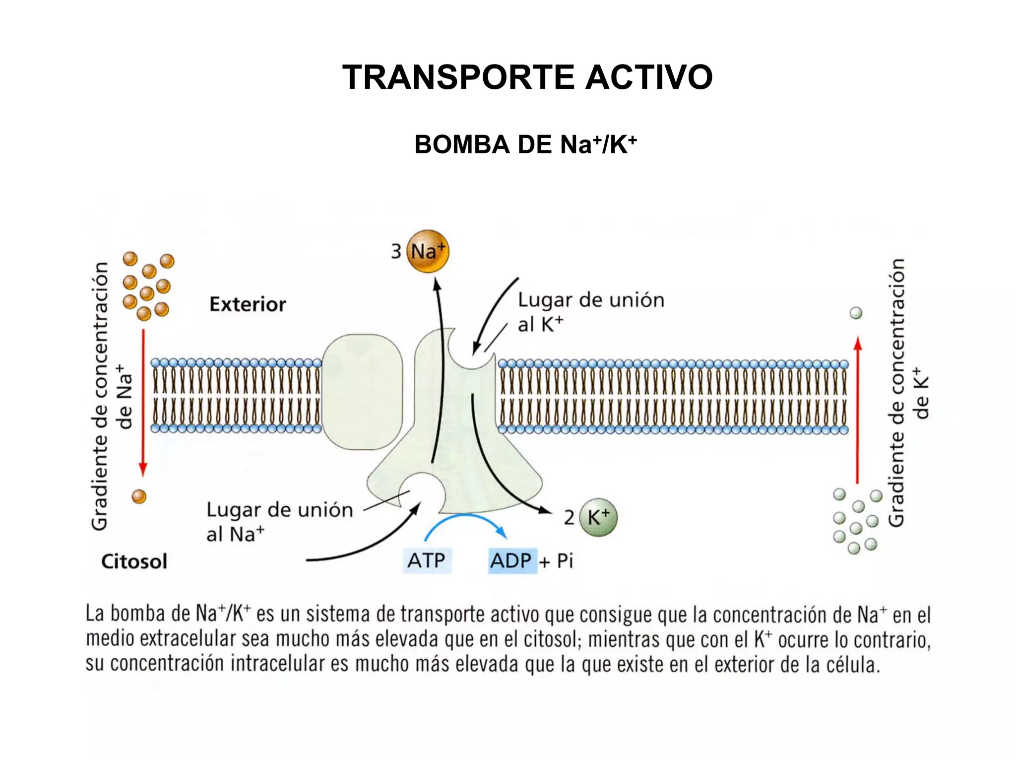 TRANSPORTE ACTIVO
   BOMBA DE Na+/K+
 