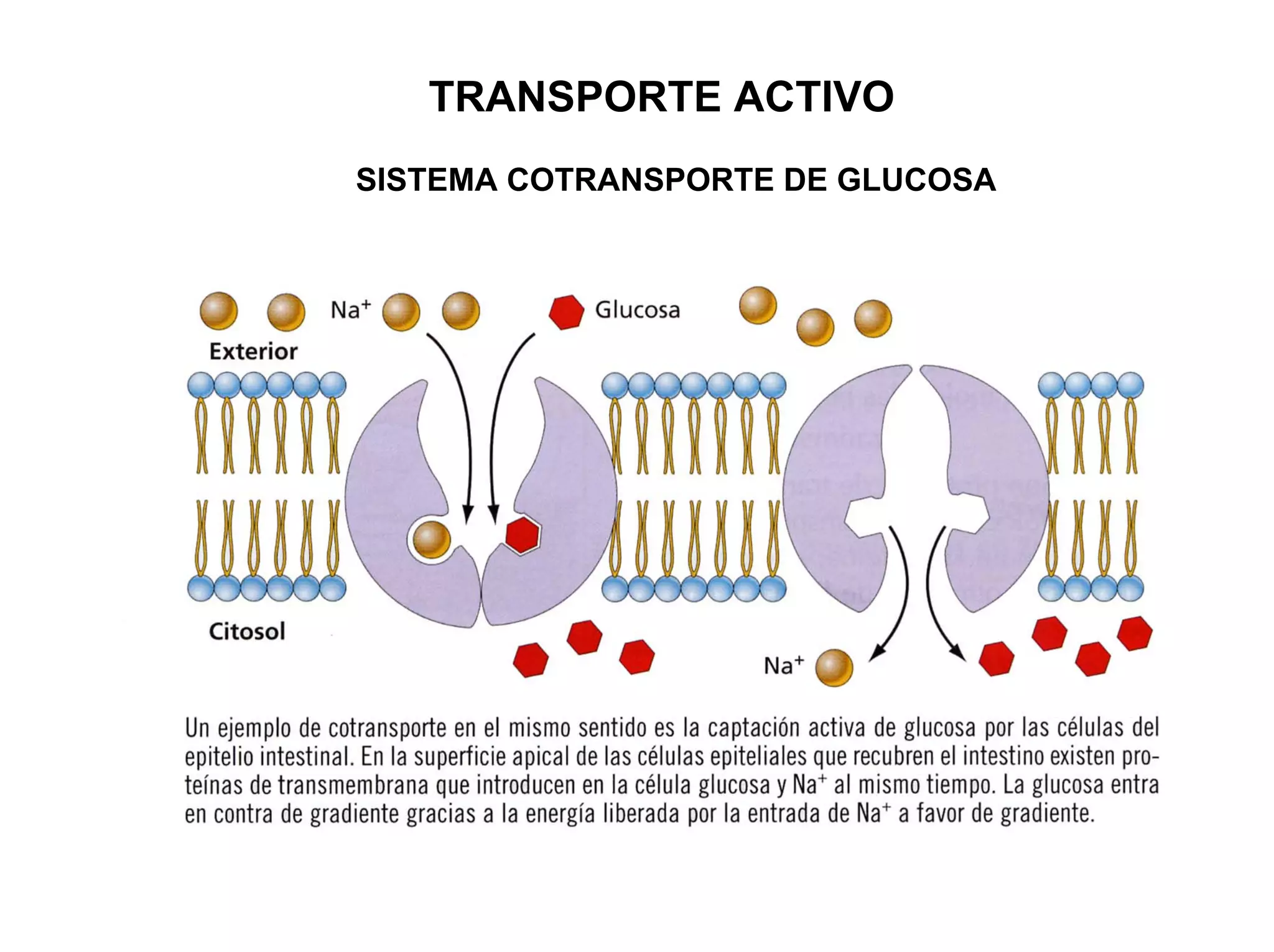 TRANSPORTE ACTIVO
SISTEMA COTRANSPORTE DE GLUCOSA
 