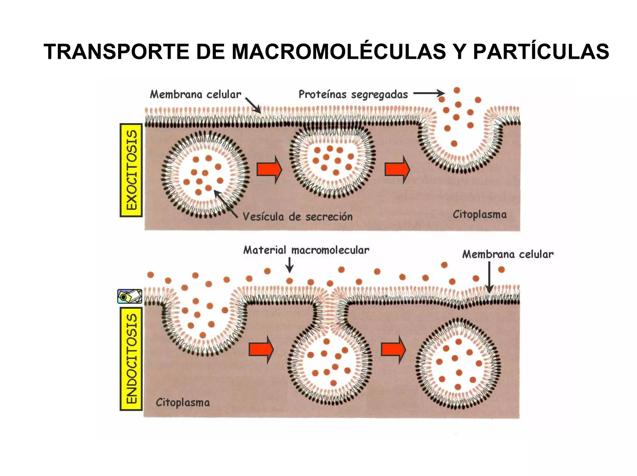 TRANSPORTE DE MACROMOLÉCULAS Y PARTÍCULAS
                 PINOCITOSIS
 