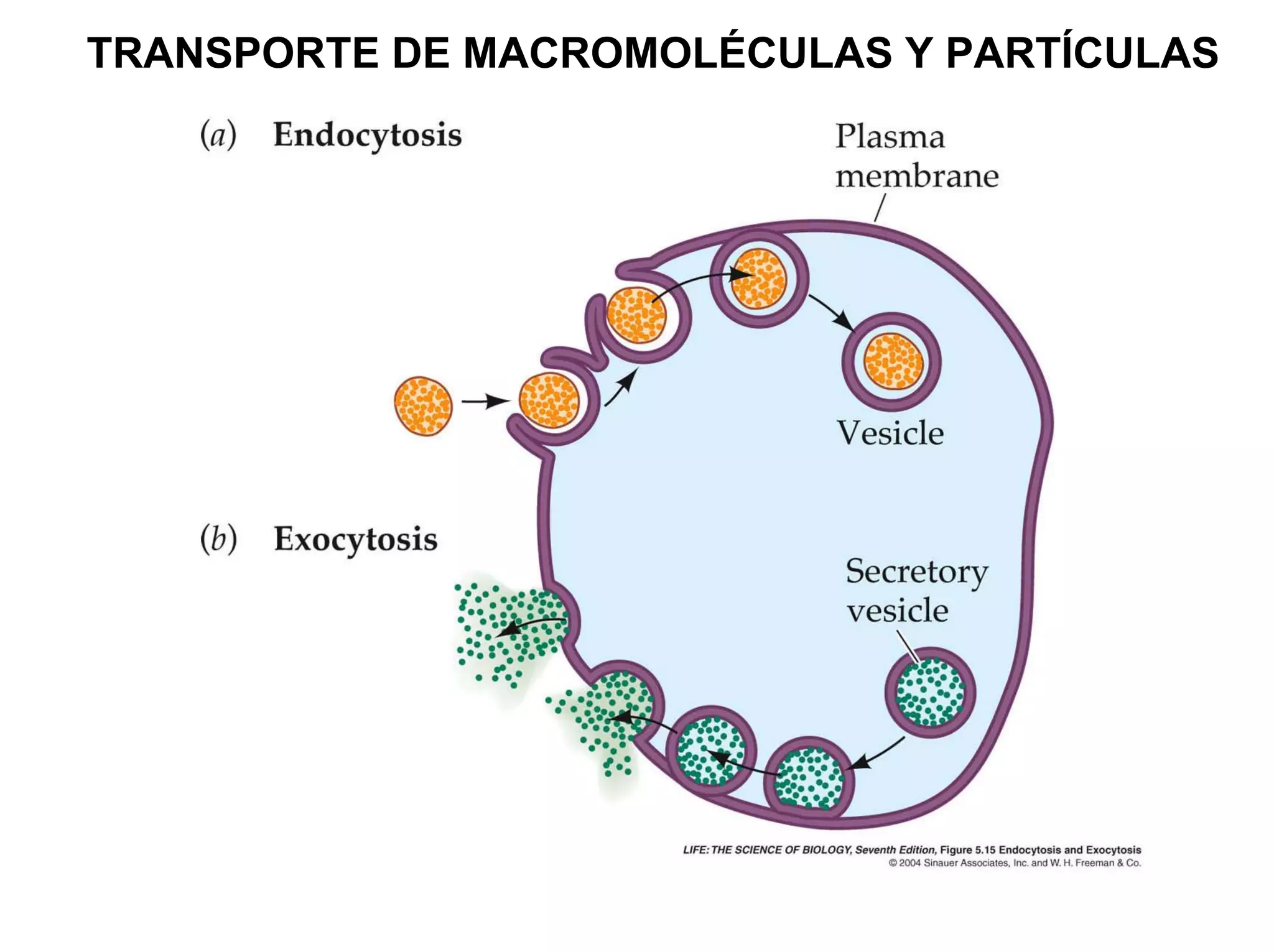 TRANSPORTE DE MACROMOLÉCULAS Y PARTÍCULAS
                ENDOCITOSIS
                 PINOCITOSIS
 