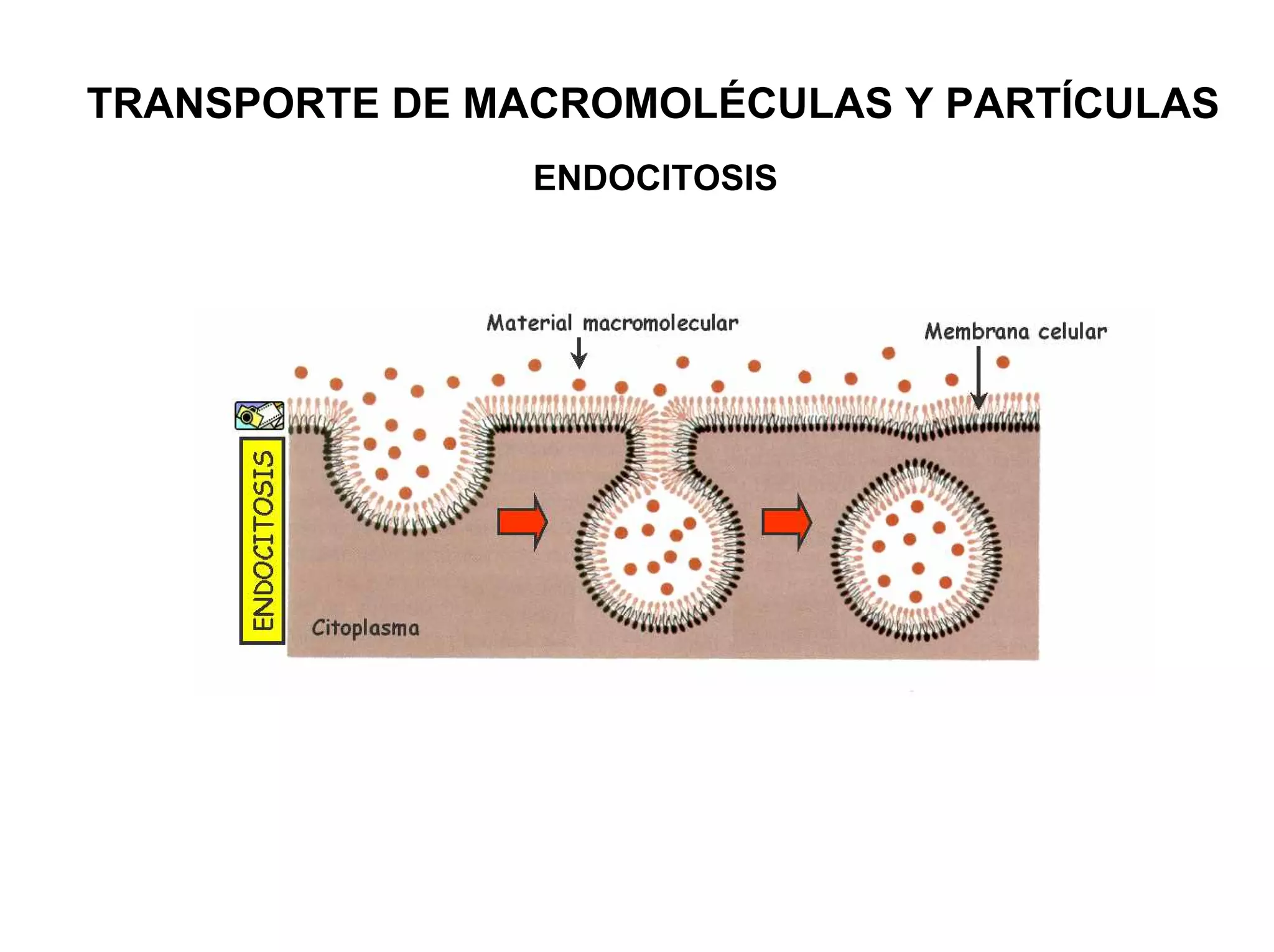 TRANSPORTE DE MACROMOLÉCULAS Y PARTÍCULAS
                ENDOCITOSIS
 