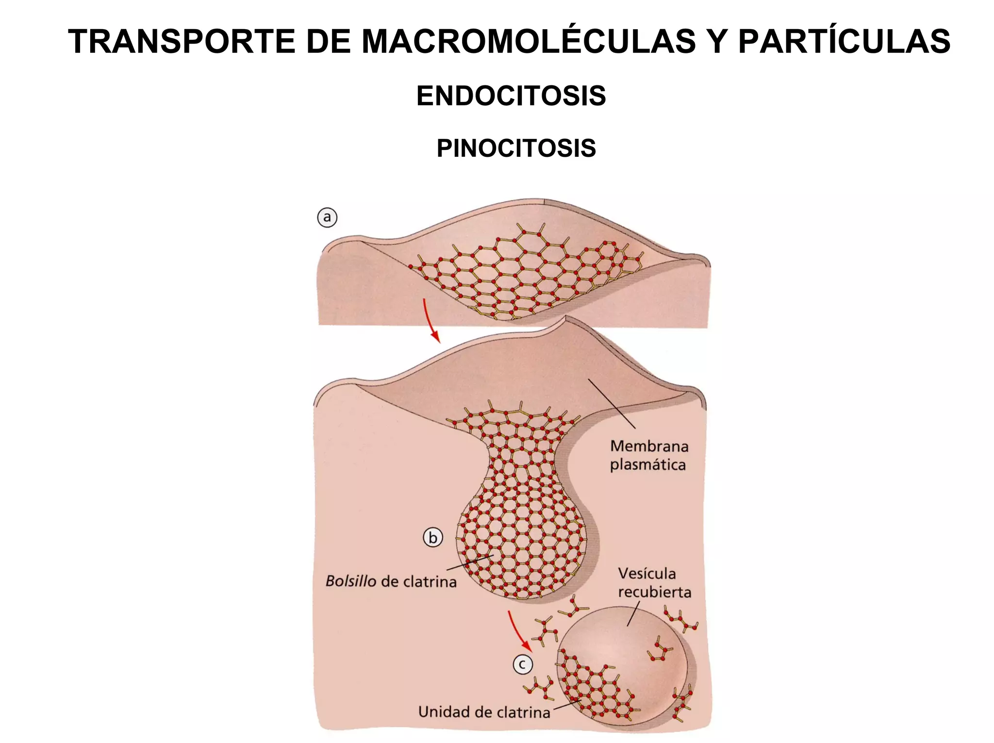 TRANSPORTE DE MACROMOLÉCULAS Y PARTÍCULAS
                ENDOCITOSIS
                 PINOCITOSIS
 