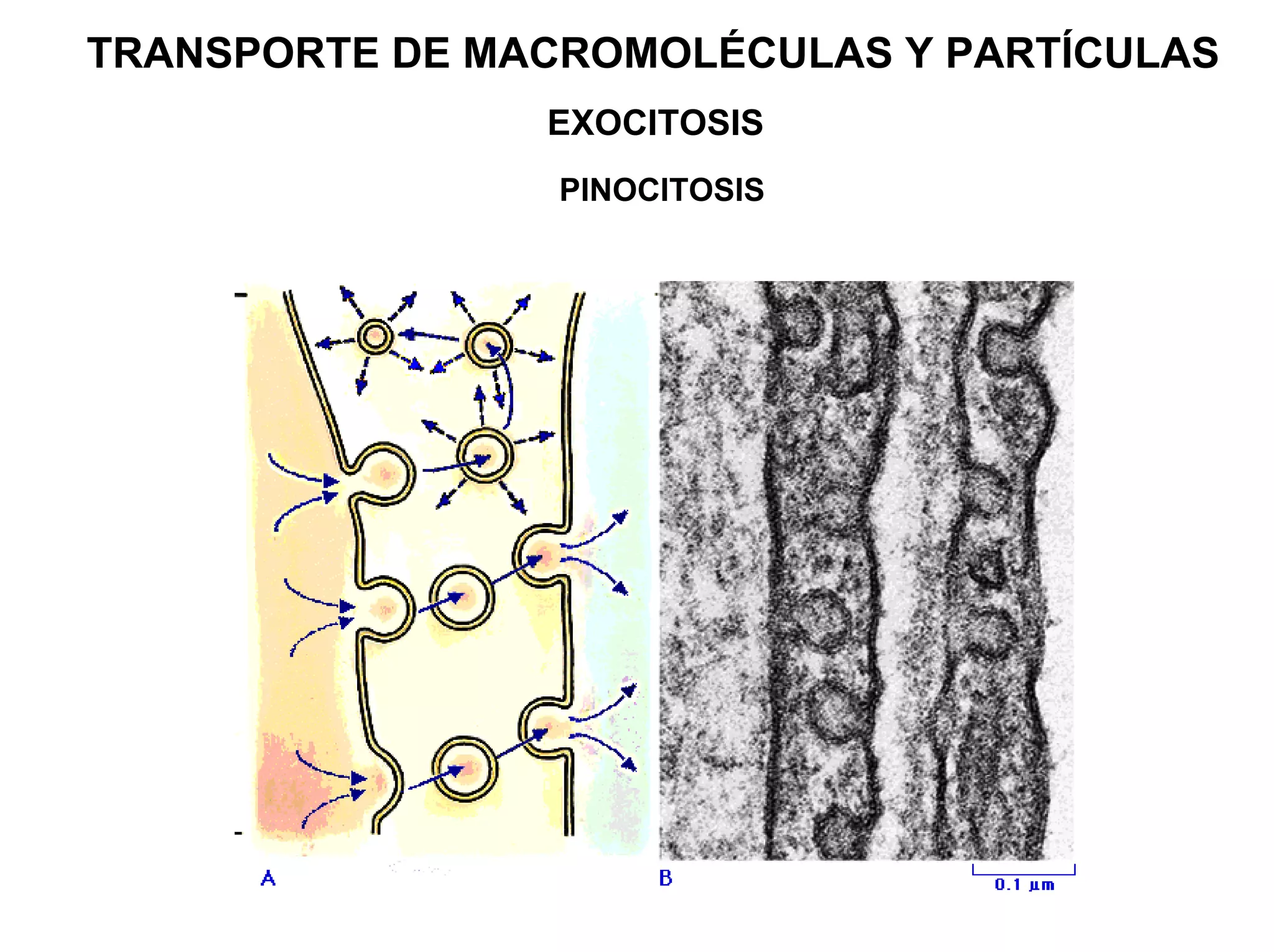 TRANSPORTE DE MACROMOLÉCULAS Y PARTÍCULAS
                EXOCITOSIS
                 PINOCITOSIS
 