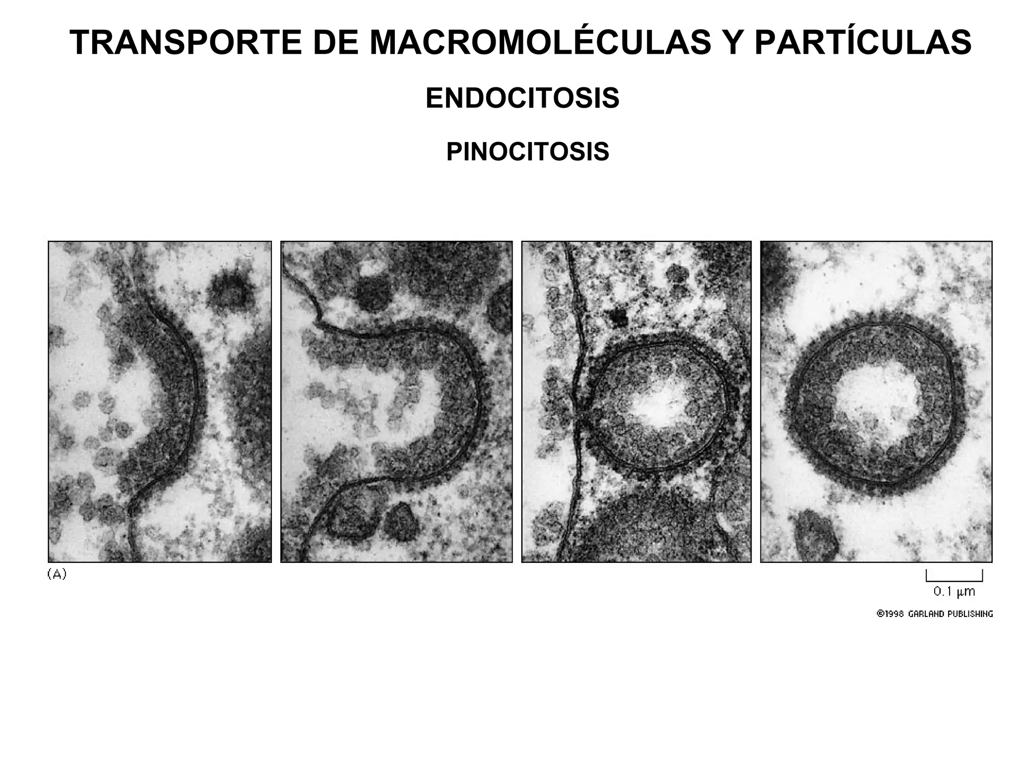 TRANSPORTE DE MACROMOLÉCULAS Y PARTÍCULAS
                ENDOCITOSIS
                 PINOCITOSIS
 