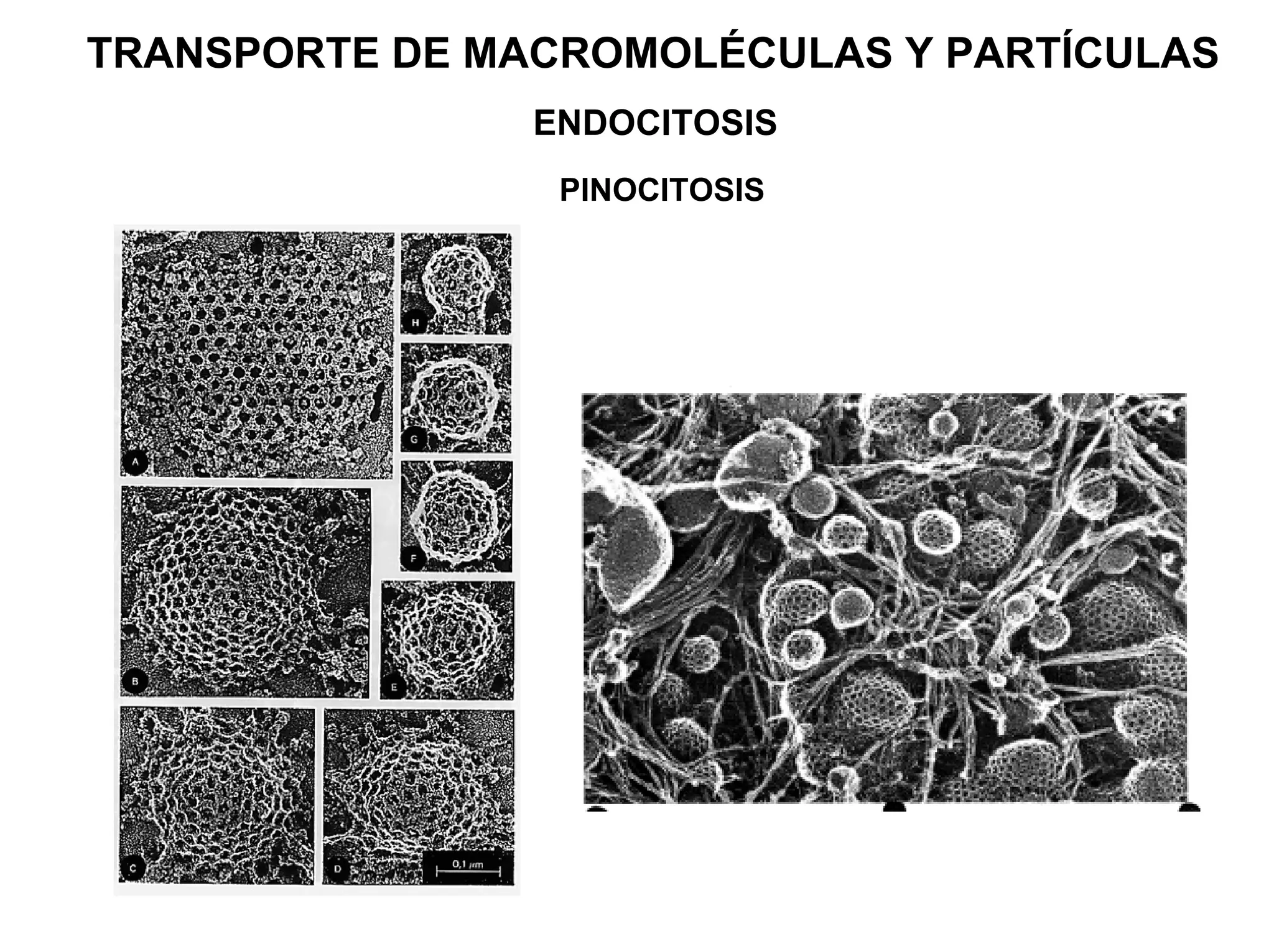 TRANSPORTE DE MACROMOLÉCULAS Y PARTÍCULAS
                ENDOCITOSIS
                 PINOCITOSIS
 