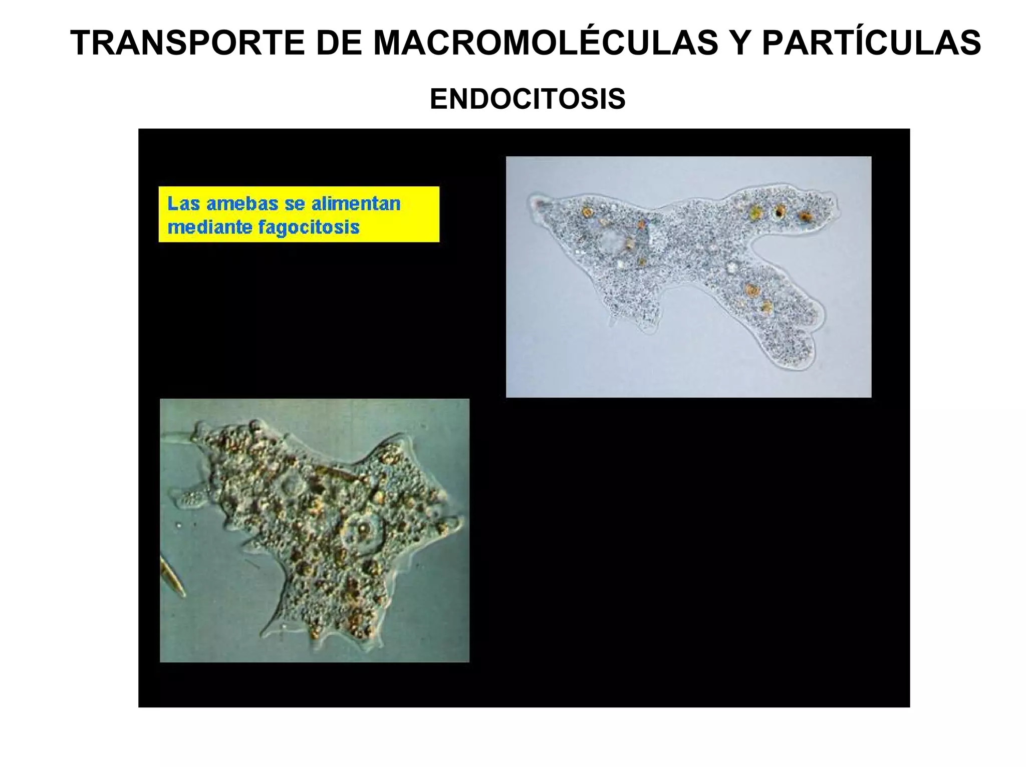 TRANSPORTE DE MACROMOLÉCULAS Y PARTÍCULAS
                ENDOCITOSIS
                FAGOCITOSIS
 
