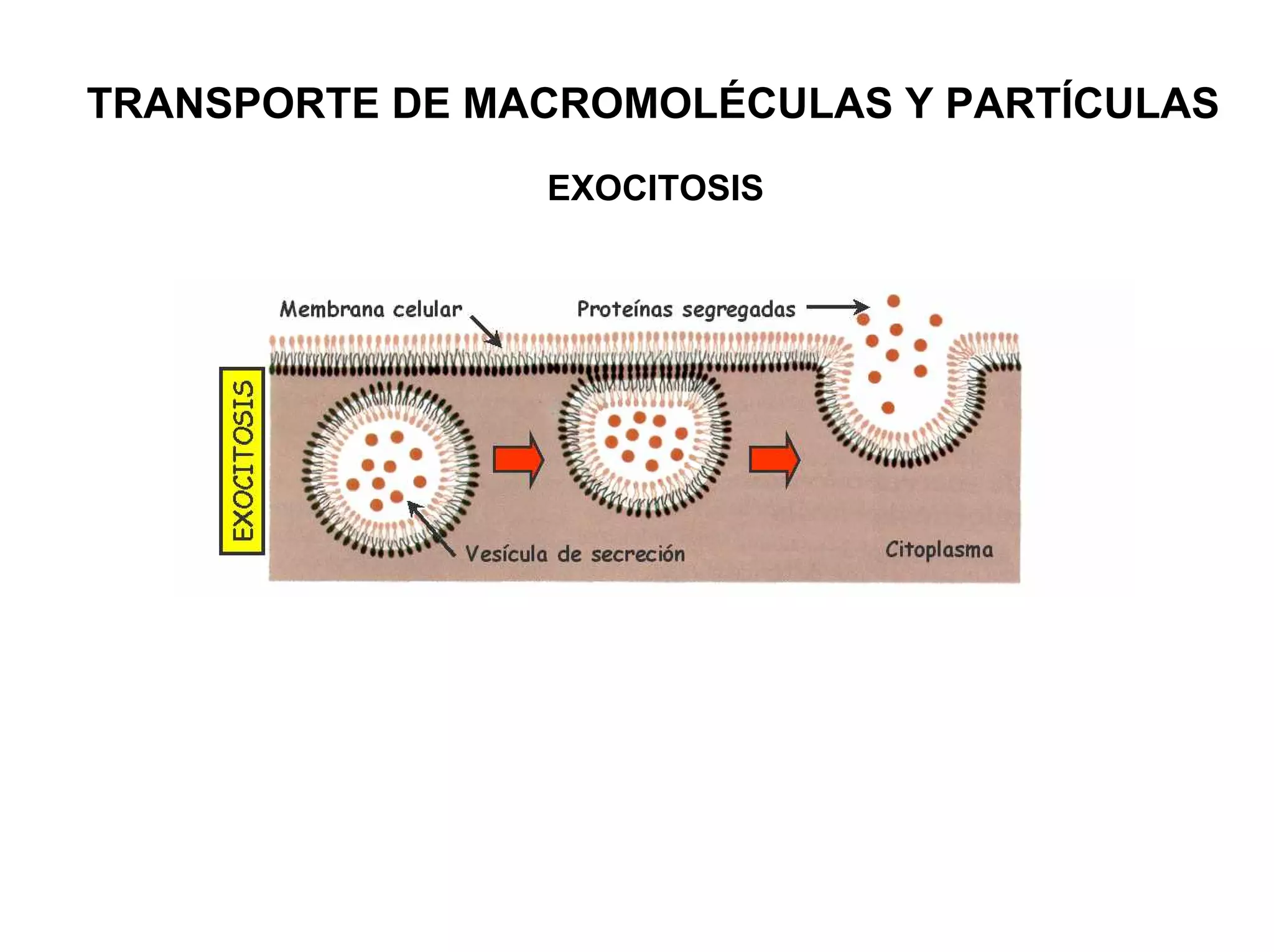 TRANSPORTE DE MACROMOLÉCULAS Y PARTÍCULAS
                EXOCITOSIS
 