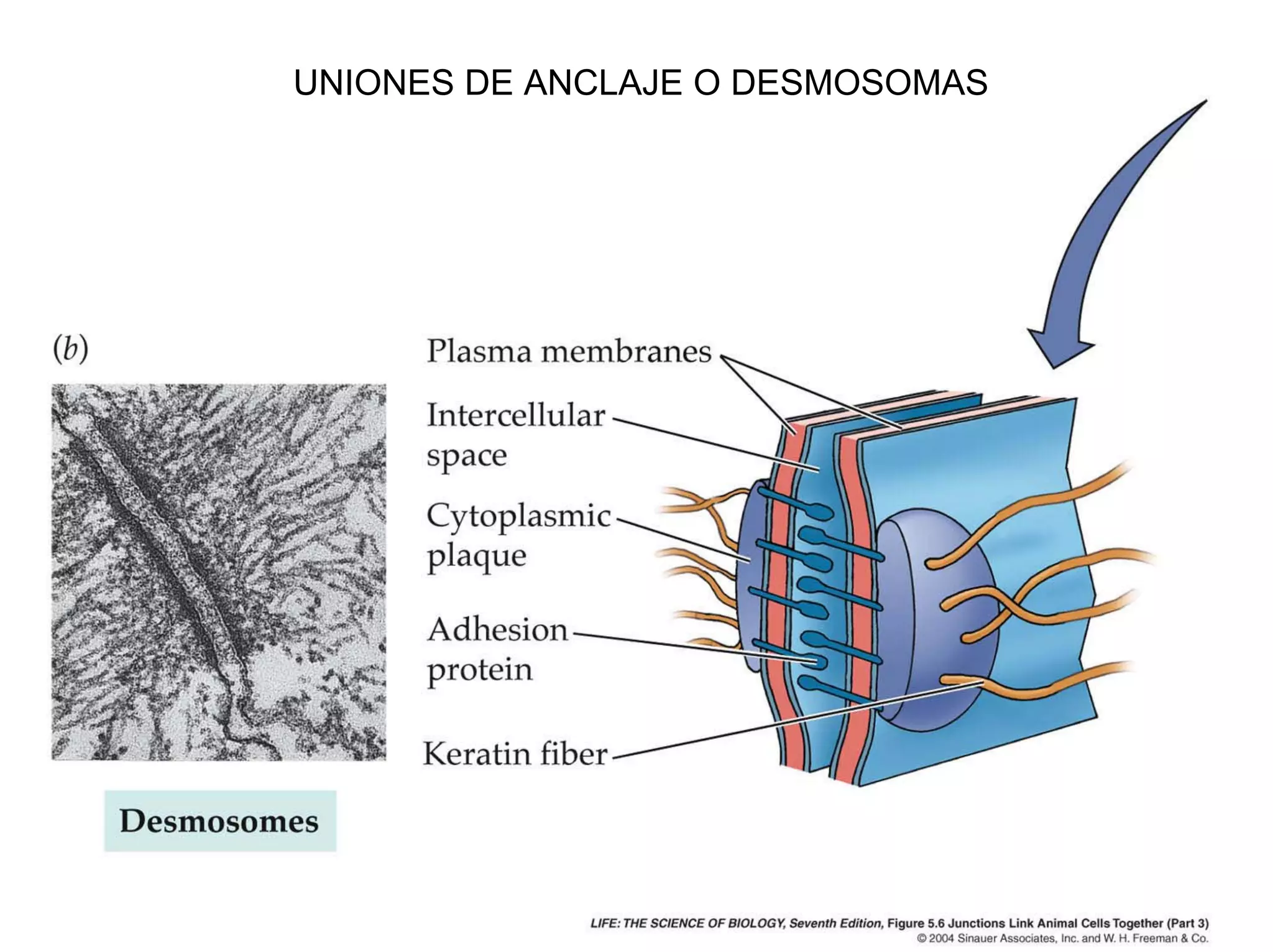 UNIONES DE ANCLAJE O DESMOSOMAS
 