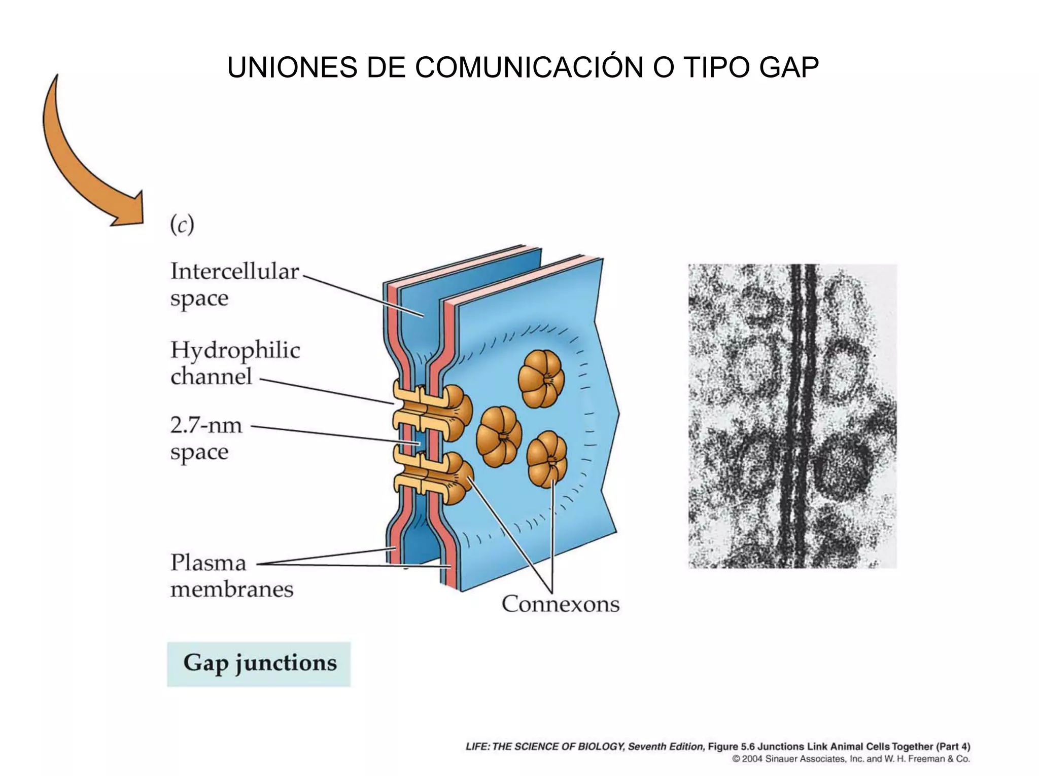 UNIONES DE COMUNICACIÓN O TIPO GAP
 