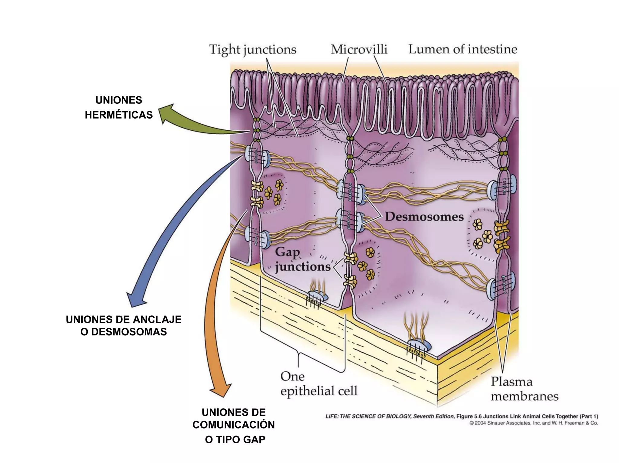 UNIONES
  HERMÉTICAS




UNIONES DE ANCLAJE
  O DESMOSOMAS




                      UNIONES DE
                     COMUNICACIÓN
                       O TIPO GAP
 