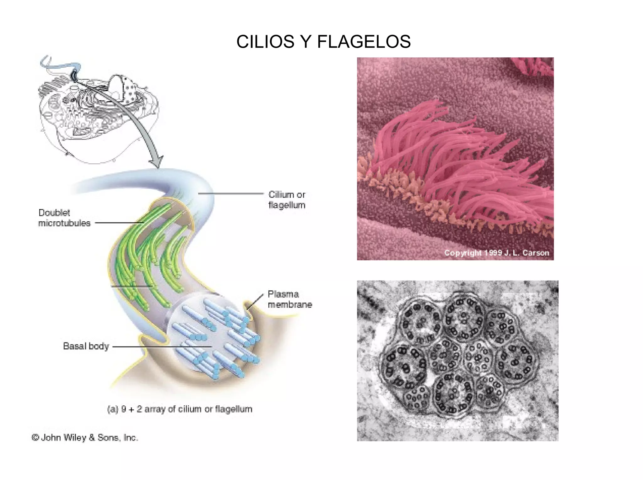CILIOS Y FLAGELOS
 