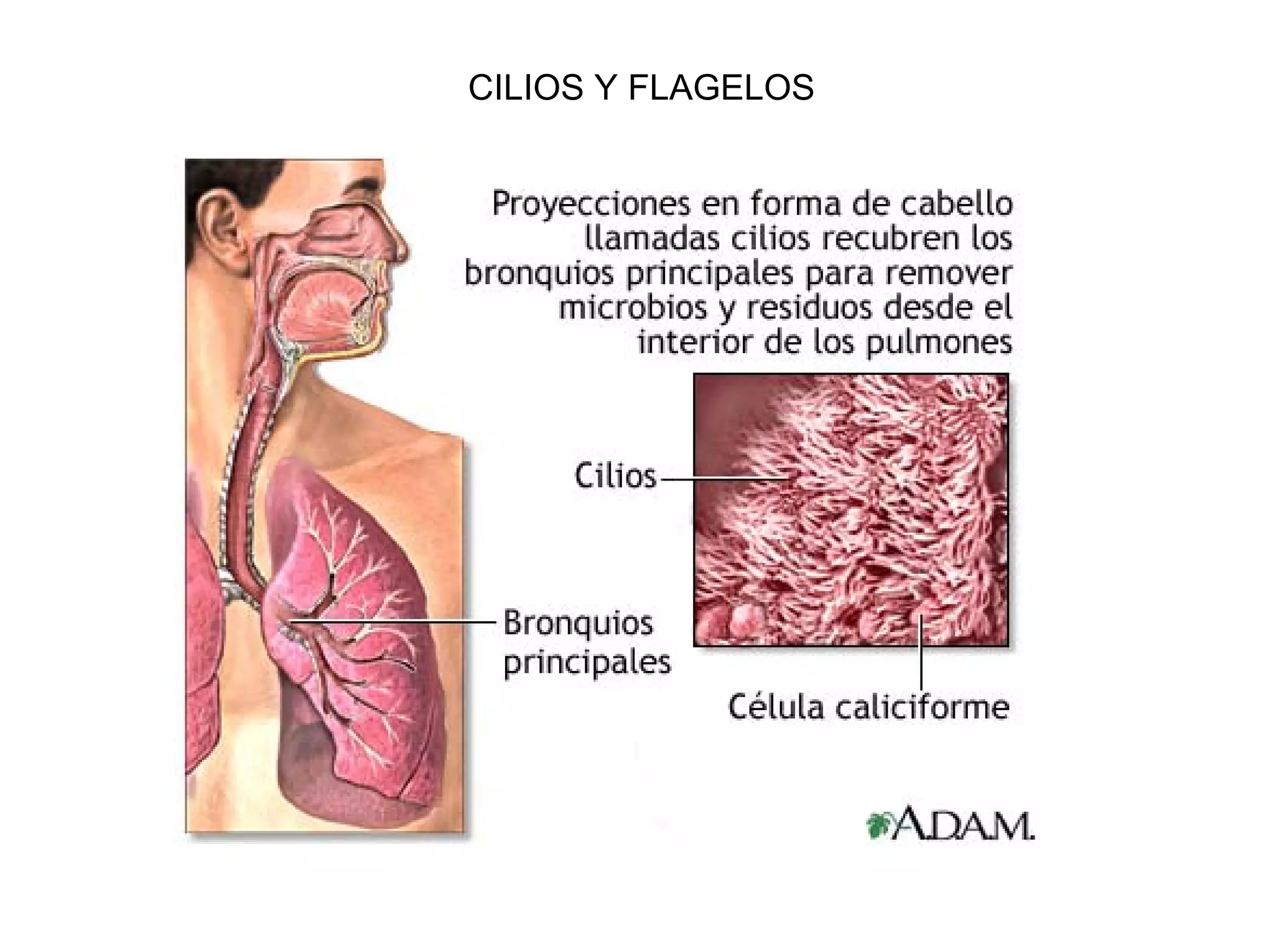 CILIOS Y FLAGELOS
 