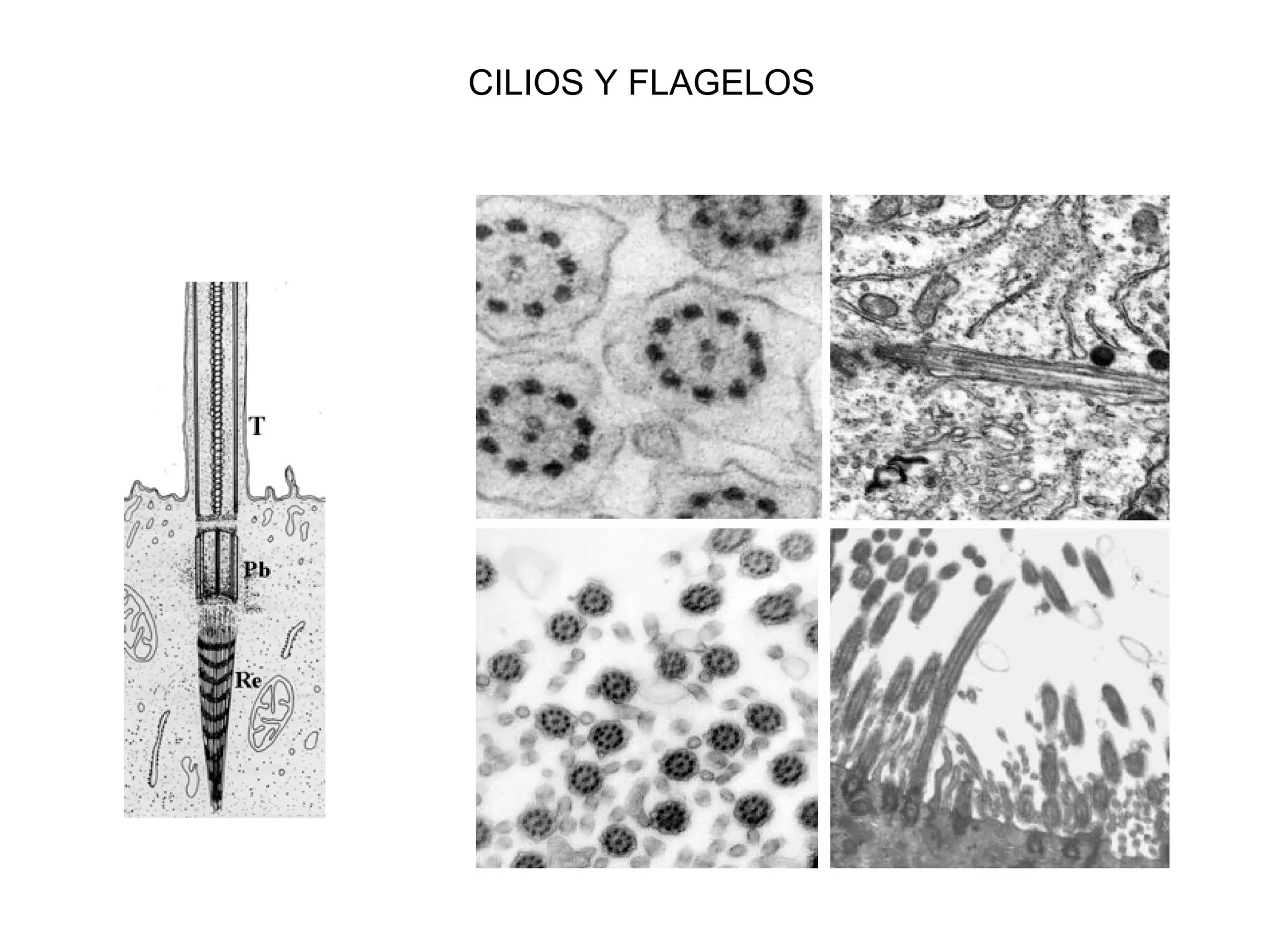 CILIOS Y FLAGELOS
 