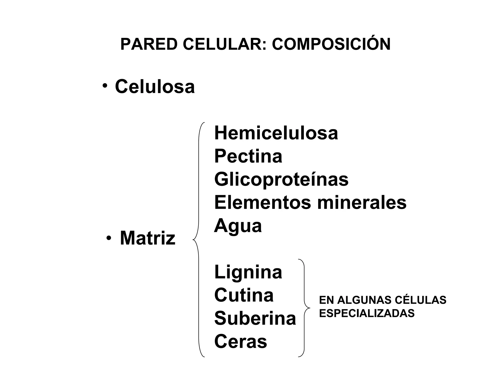 PARED CELULAR: COMPOSICIÓN

Celulosa

           Hemicelulosa
           Pectina
           Glicoproteínas
           Elementos minerales
           Agua
Matriz
           Lignina
           Cutina     EN ALGUNAS CÉLULAS
                      ESPECIALIZADAS
           Suberina
           Ceras
 