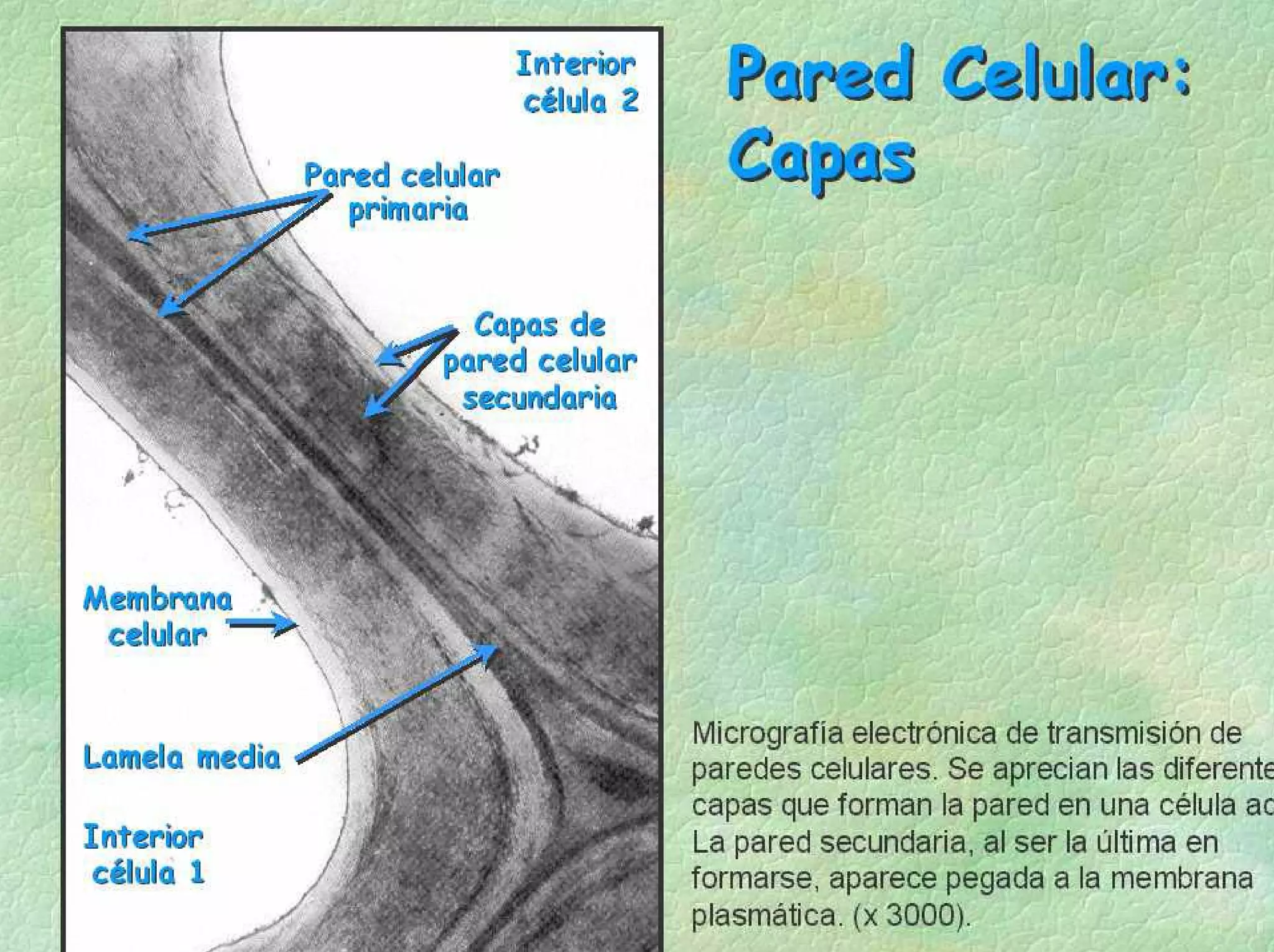 GLUCOCÁLIZ O CUBIERTA CELULAR
 