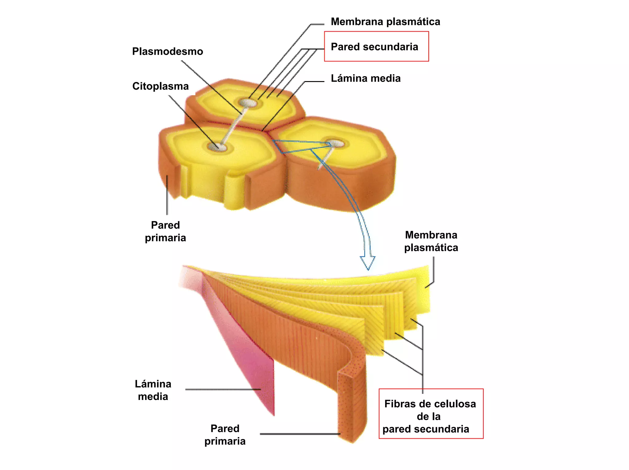 Membrana plasmática

Plasmodesmo              Pared secundaria


                         Lámina media
Citoplasma




   Pared
  primaria                              Membrana
                                        plasmática




Lámina
media
                                  Fibras de celulosa
                                        de la
               Pared              pared secundaria
              primaria
 