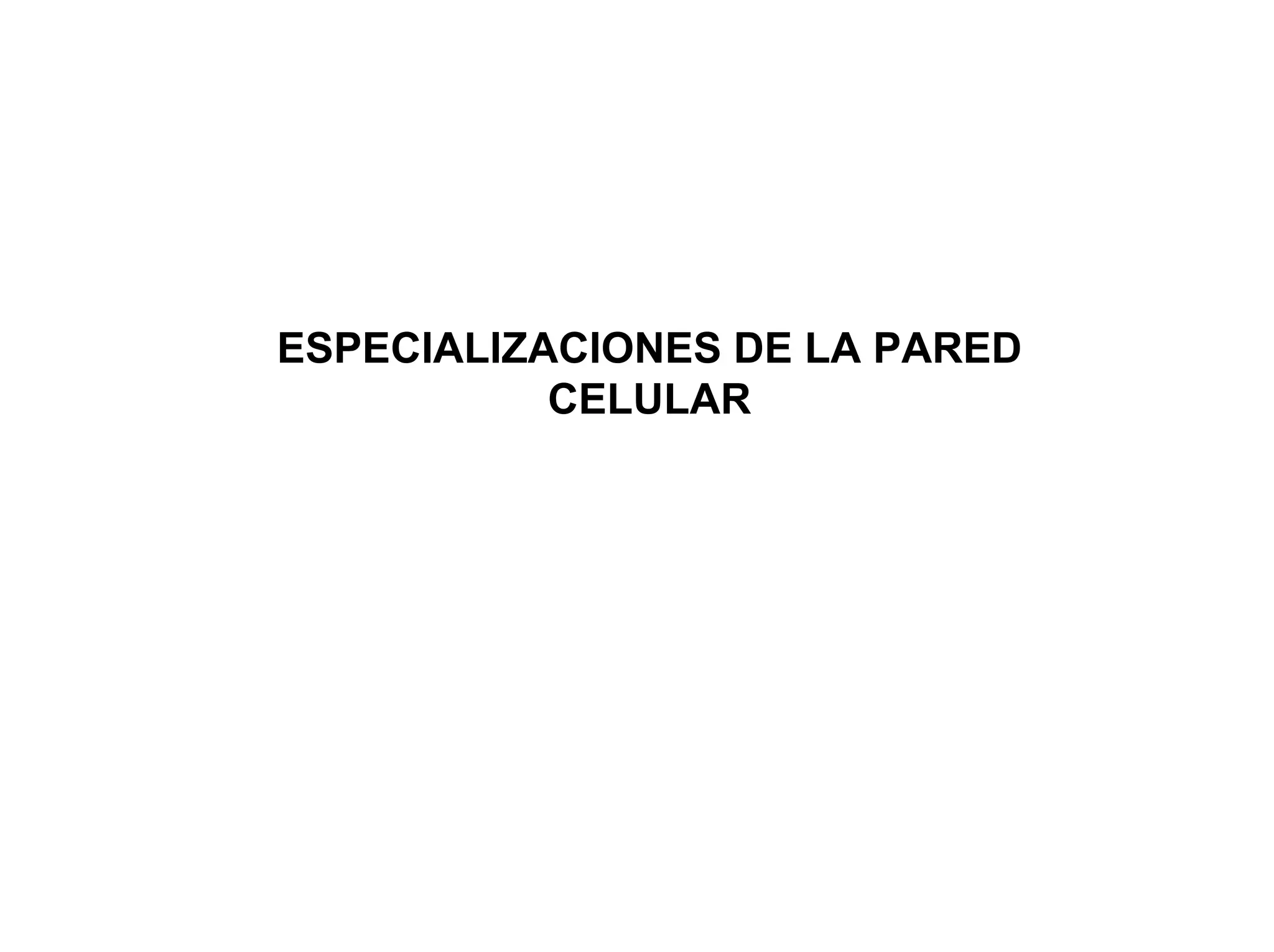 ESPECIALIZACIONES DE LA PARED
           CELULAR
 