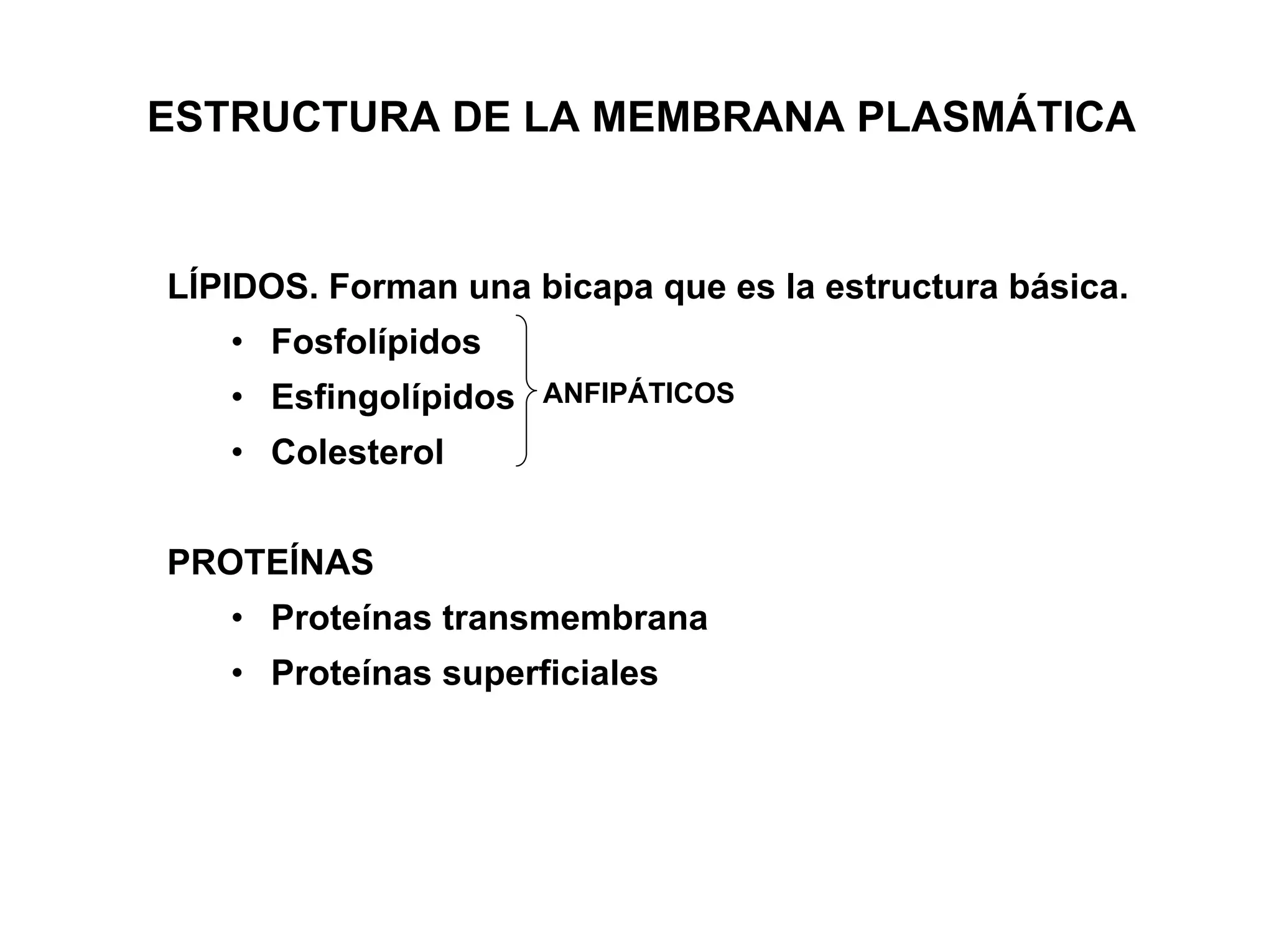 ESTRUCTURA DE LA MEMBRANA PLASMÁTICA


LÍPIDOS. Forman una bicapa que es la estructura básica.
   • Fosfolípidos
   • Esfingolípidos ANFIPÁTICOS
   • Colesterol


PROTEÍNAS
   • Proteínas transmembrana
   • Proteínas superficiales
 