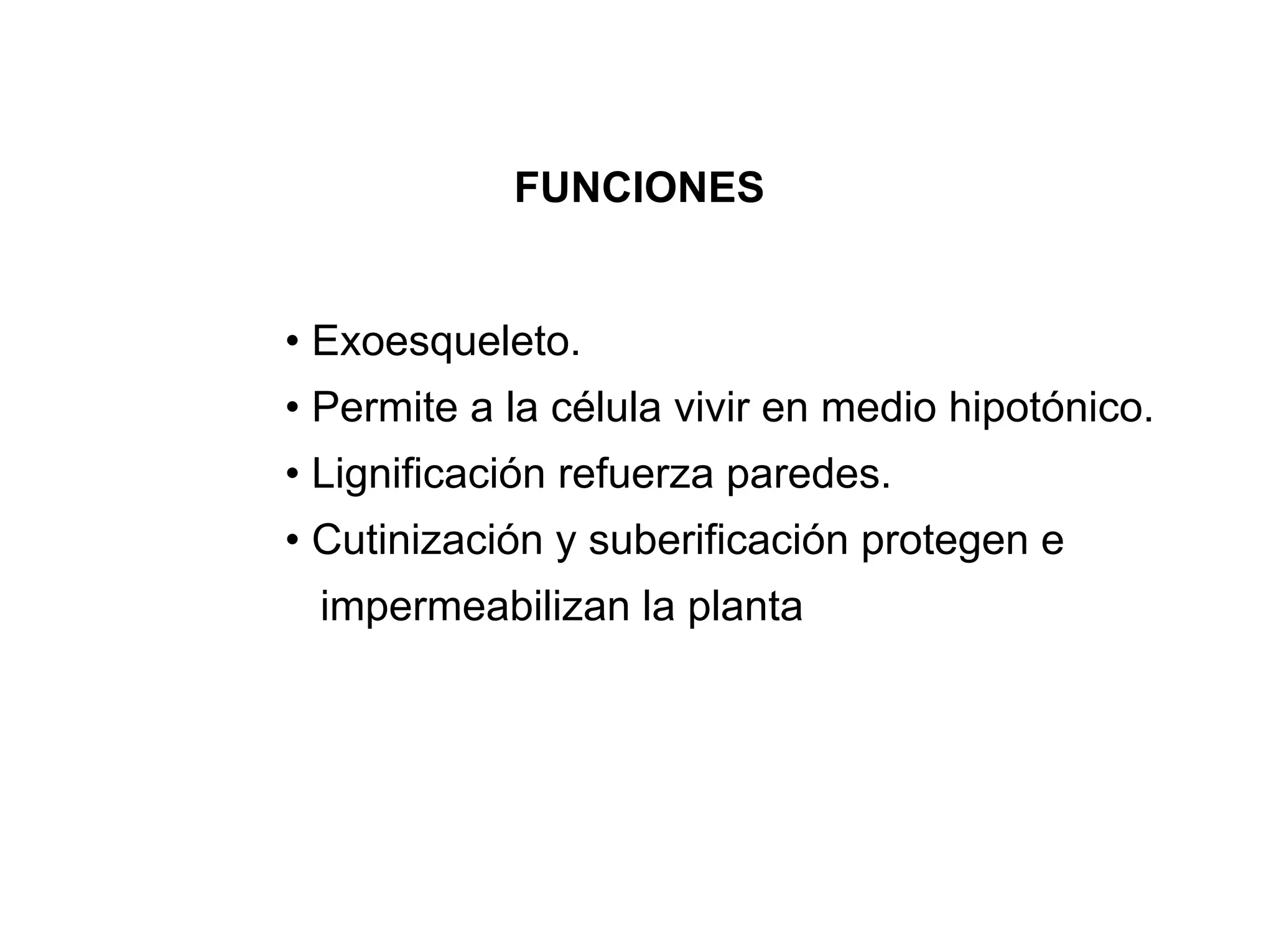 FUNCIONES


• Exoesqueleto.
• Permite a la célula vivir en medio hipotónico.
• Lignificación refuerza paredes.
• Cutinización y suberificación protegen e
 impermeabilizan la planta
 