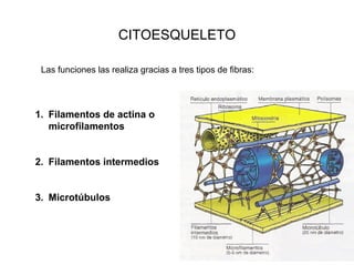 CITOESQUELETO

 Las funciones las realiza gracias a tres tipos de fibras:




1. Filamentos de actina o
   microfilamentos


2. Filamentos intermedios


3. Microtúbulos
 